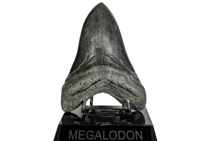 Fossil Megalodon Tooth - South Carolina #197874